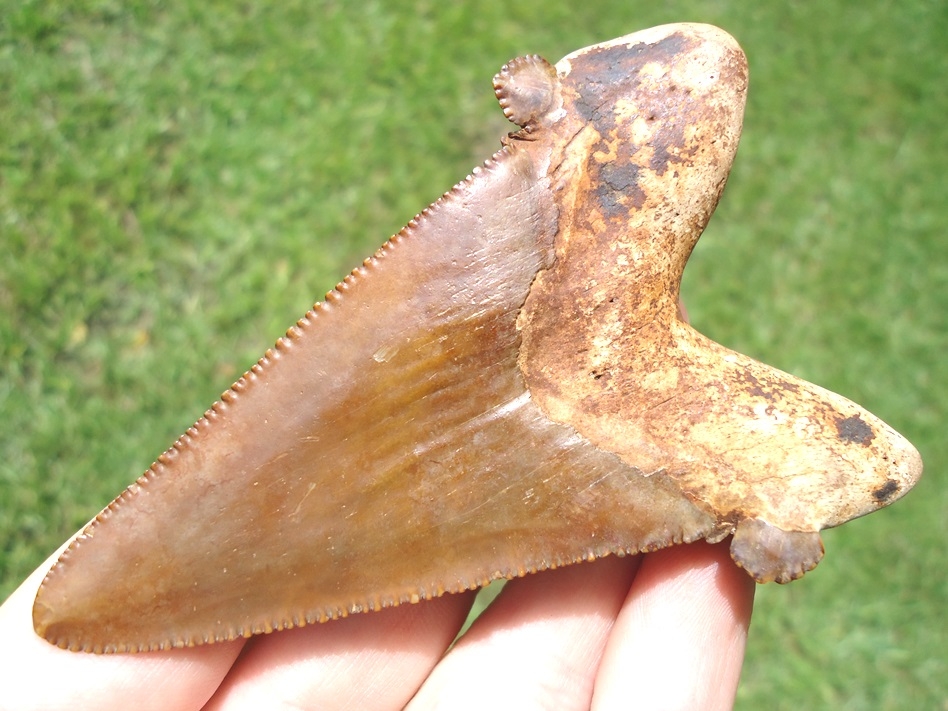 Large image 1 Monster 3 5/8' Auriculatus Shark Tooth
