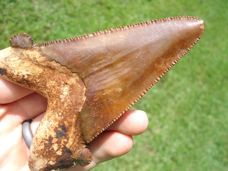 Large image 4 Monster 3 5/8' Auriculatus Shark Tooth