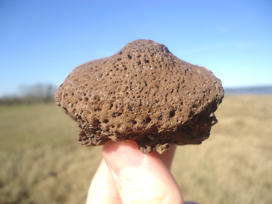 Large image 1 Record Size Glyptodon Spike Scute