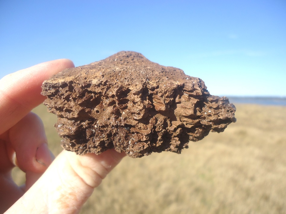 Large image 2 Record Size Glyptodon Spike Scute