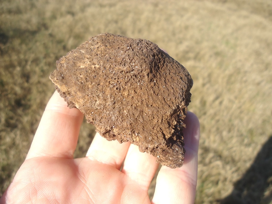 Large image 5 Record Size Glyptodon Spike Scute