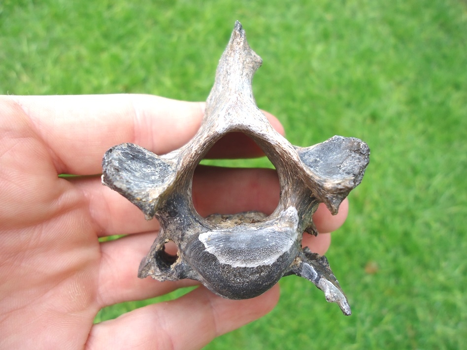 Large image 1 Very Nice Sloth Cervical Vertebra