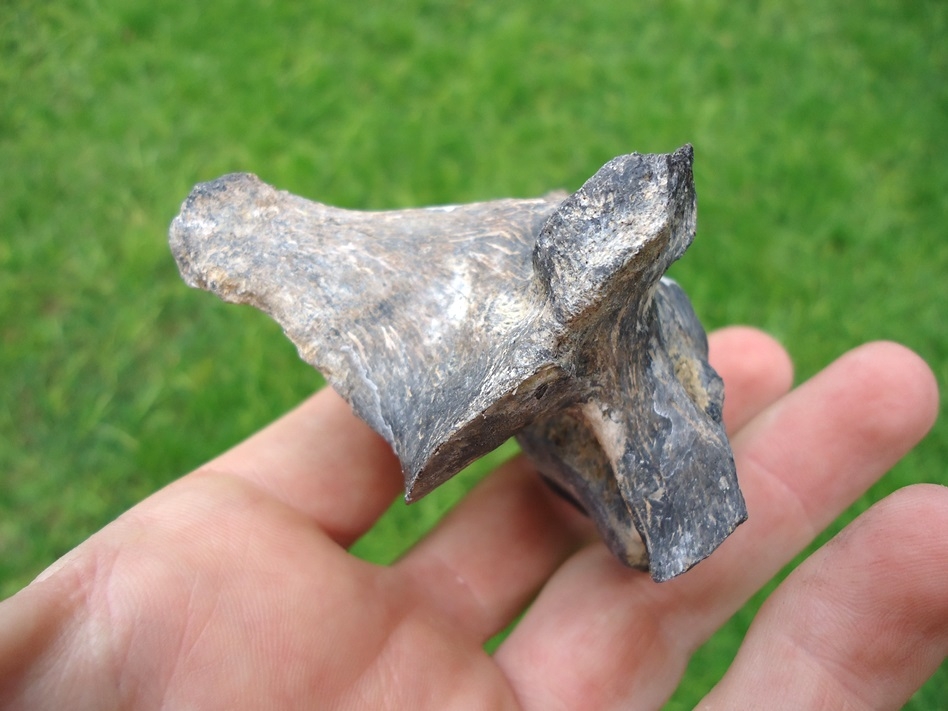 Large image 2 Very Nice Sloth Cervical Vertebra