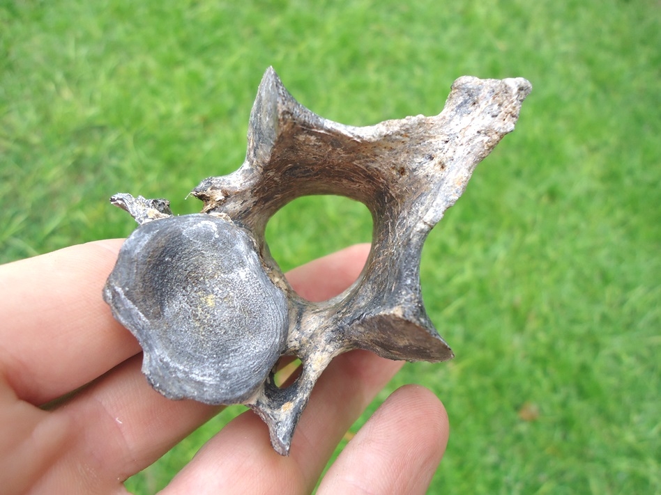 Large image 3 Very Nice Sloth Cervical Vertebra