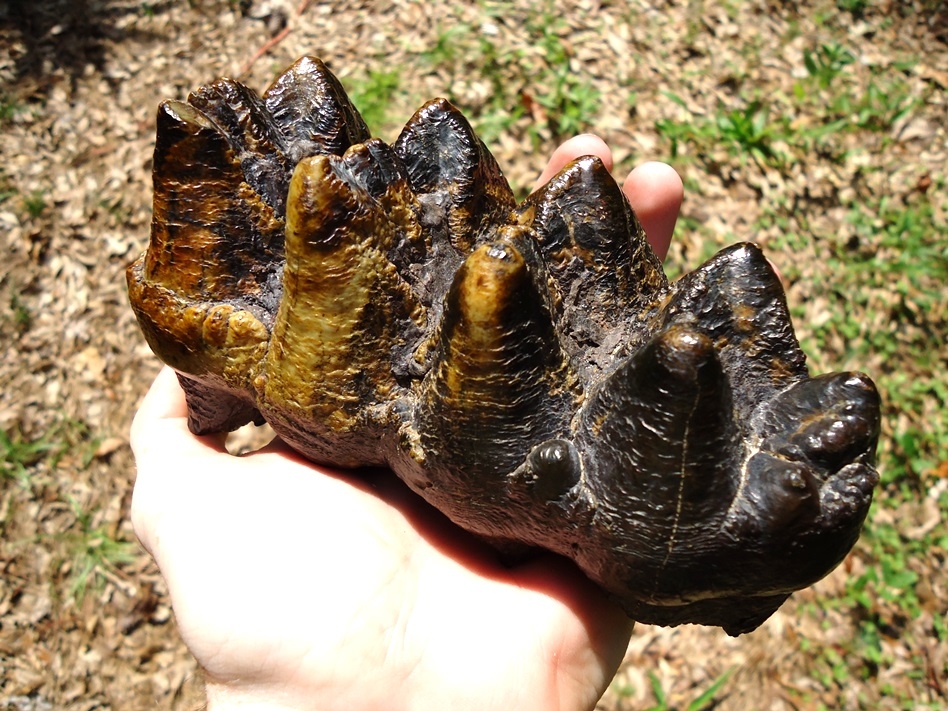 Large image 1 Top Quality Five-Hump Mastodon Tooth