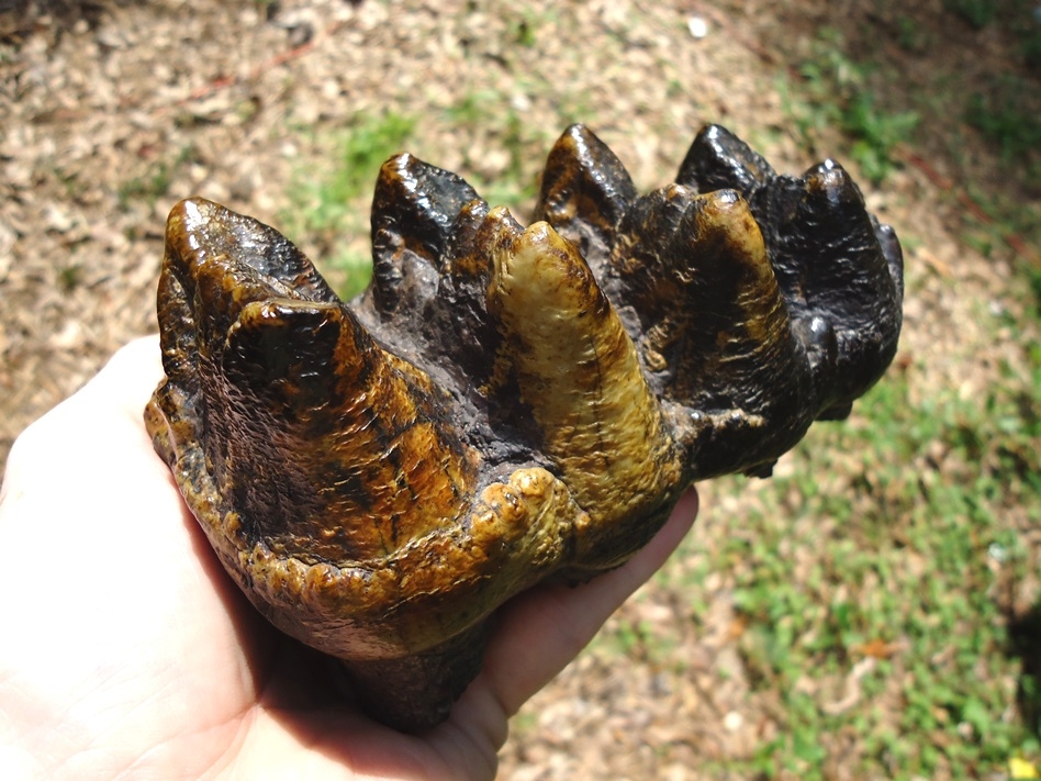Large image 2 Top Quality Five-Hump Mastodon Tooth