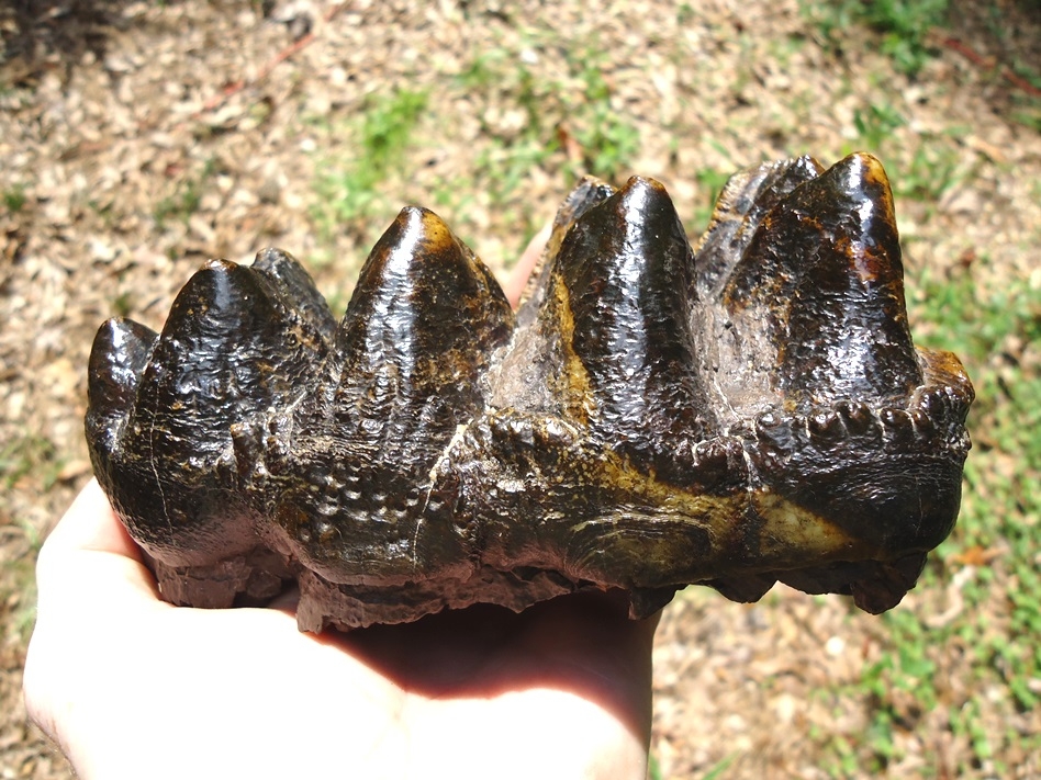 Large image 3 Top Quality Five-Hump Mastodon Tooth