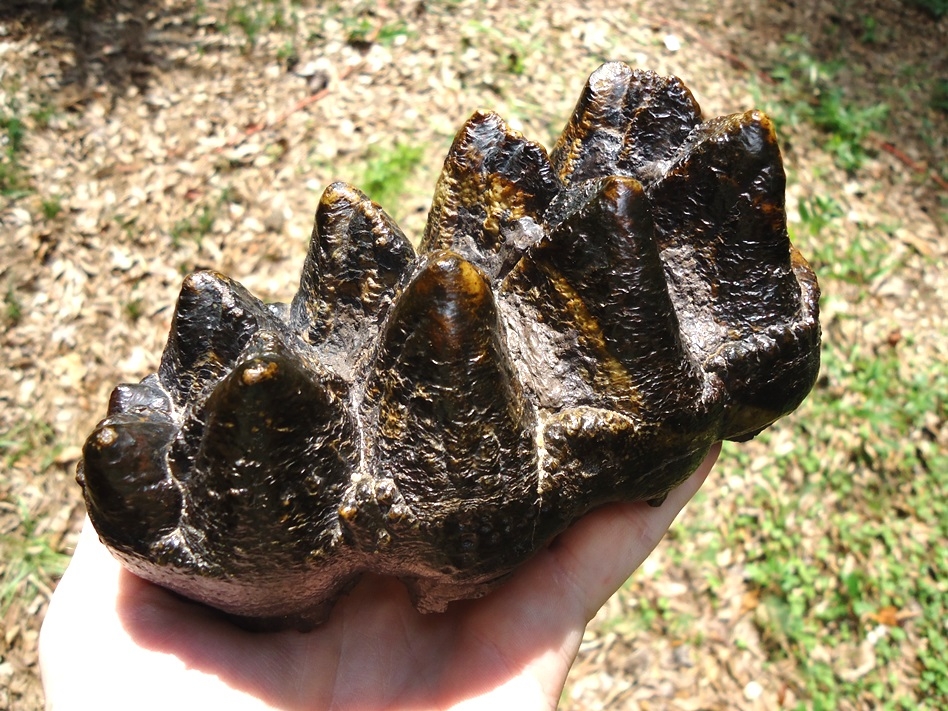 Large image 4 Top Quality Five-Hump Mastodon Tooth
