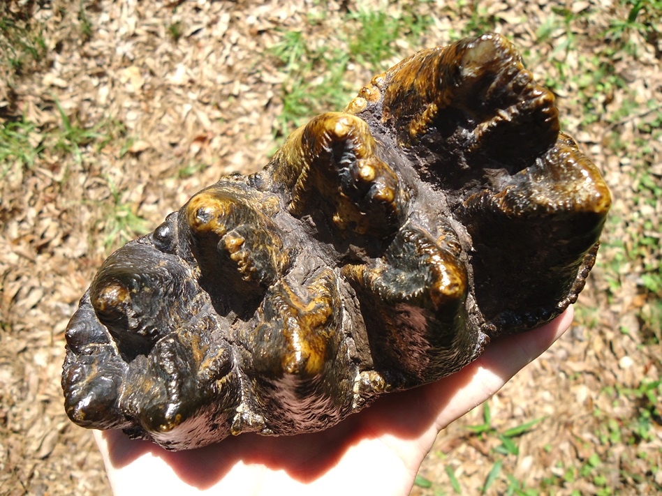 Large image 5 Top Quality Five-Hump Mastodon Tooth