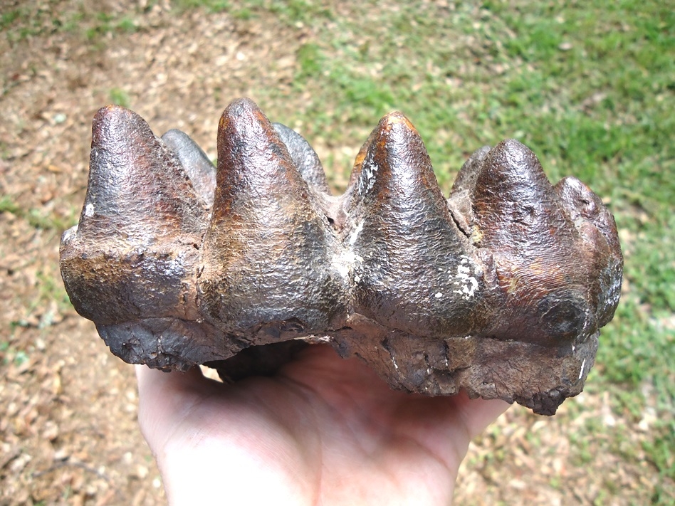 Large image 1 Top Quality Five Hump Mastodon Tooth