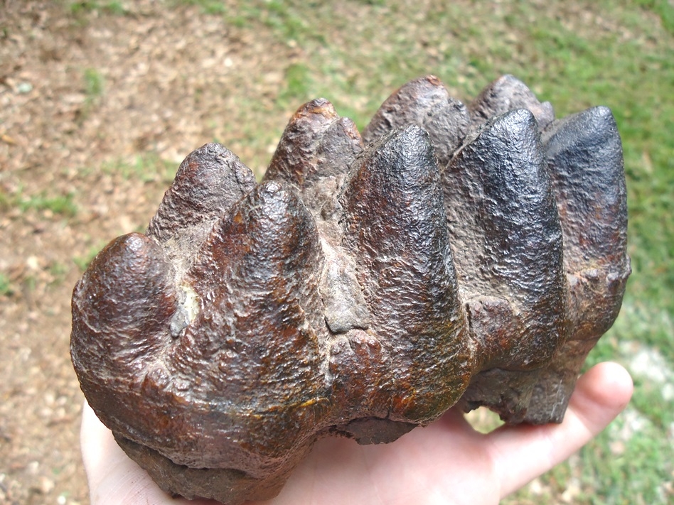 Large image 3 Top Quality Five Hump Mastodon Tooth