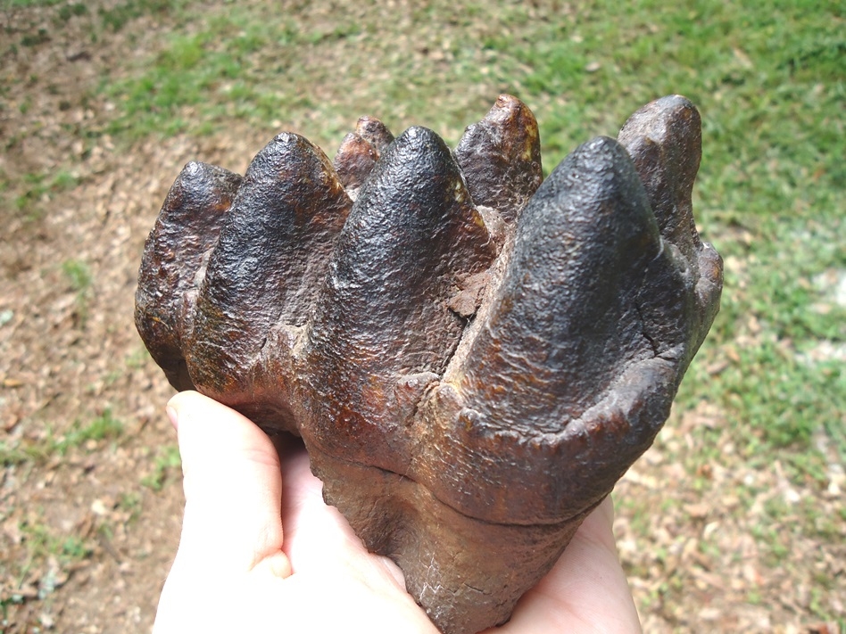 Large image 4 Top Quality Five Hump Mastodon Tooth
