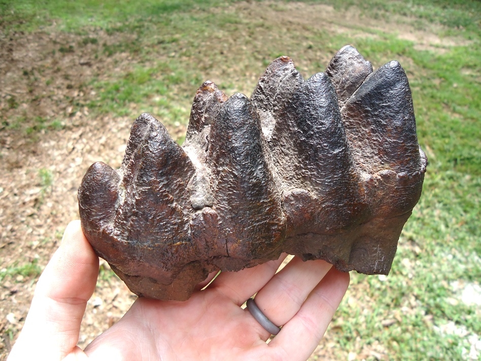 Large image 5 Top Quality Five Hump Mastodon Tooth