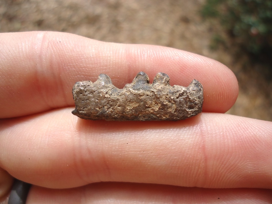 Large image 1 Section of Eocene Fish Mandible