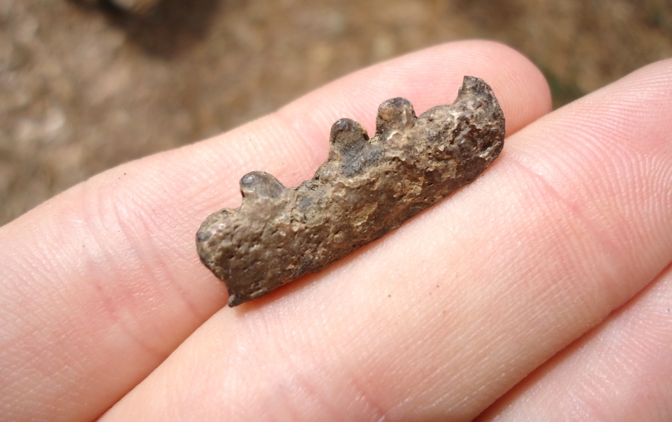 Large image 2 Section of Eocene Fish Mandible