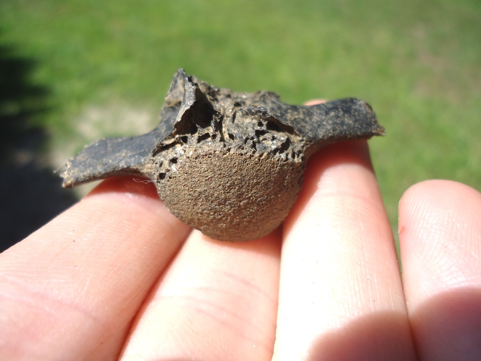 Large image 3 Uncommon Alligator Gar Vertebra