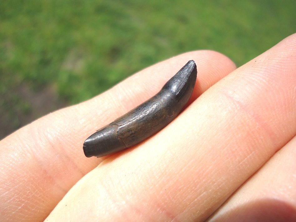 Large image 1 Fully Rooted Juvenile Alligator Tooth