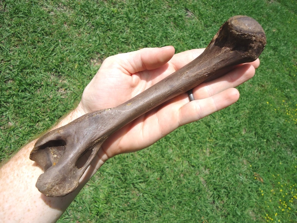 Large image 3 Incredible Flawless Bear Dog Humerus