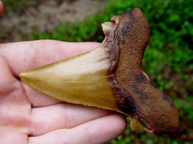 Large image 1 Beautiful Orange Auriculatus Shark Tooth