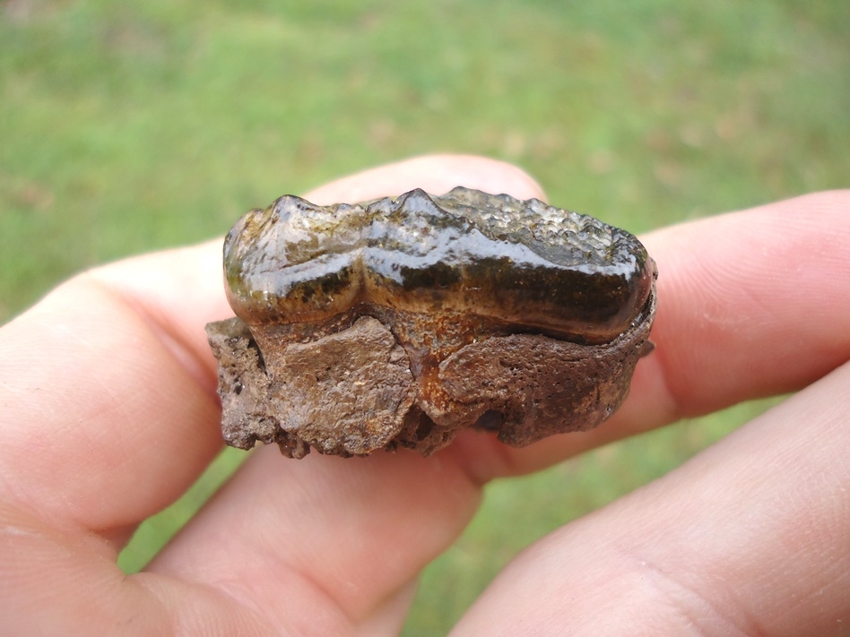 Large image 1 Top Quality Spectacled Bear Molar in Small Section of Maxilla