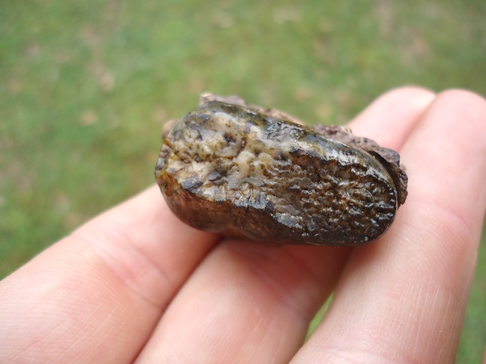 Large image 2 Top Quality Spectacled Bear Molar in Small Section of Maxilla