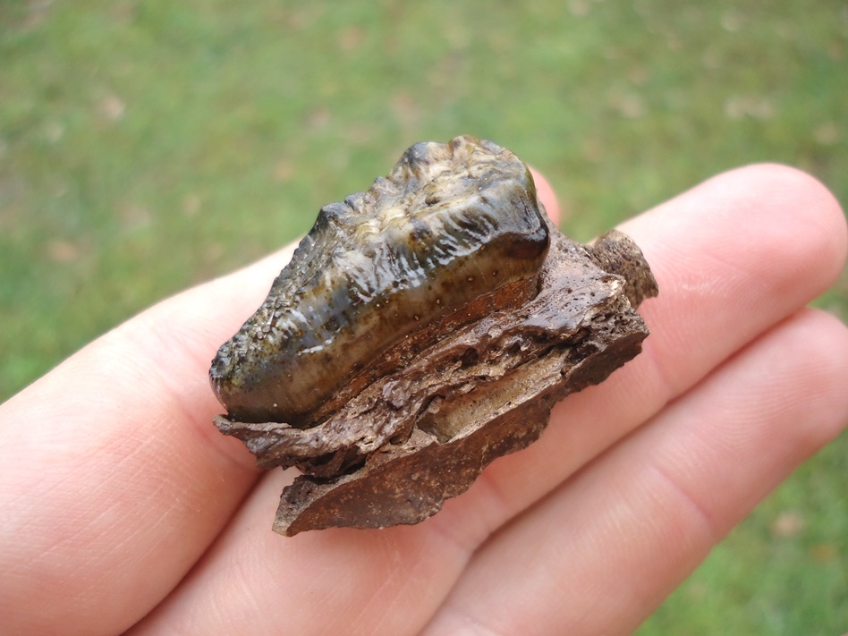 Large image 3 Top Quality Spectacled Bear Molar in Small Section of Maxilla