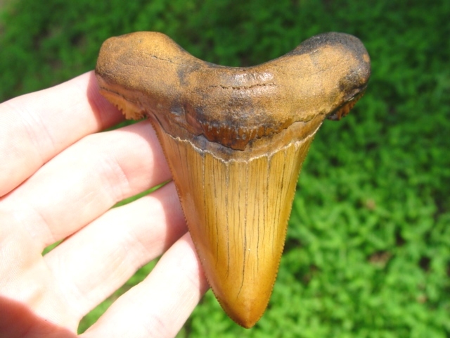 Large image 2 3 1/4' Gem Quality Auriculatus Shark Tooth