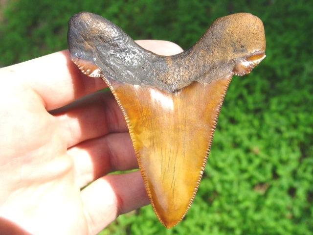 Large image 3 3 1/4' Gem Quality Auriculatus Shark Tooth