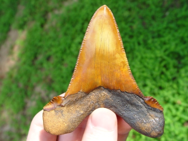 Large image 4 3 1/4' Gem Quality Auriculatus Shark Tooth
