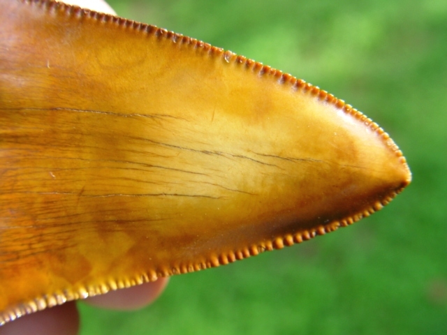 Large image 5 3 1/4' Gem Quality Auriculatus Shark Tooth