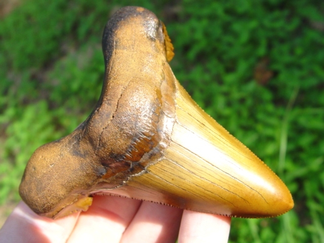 Large image 1 3 1/4' Gem Quality Auriculatus Shark Tooth