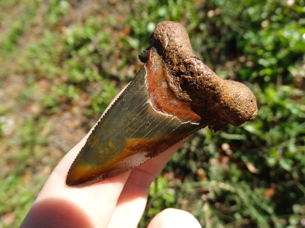 Large image 1 The Most Colorful Auriculatus Tooth Ever