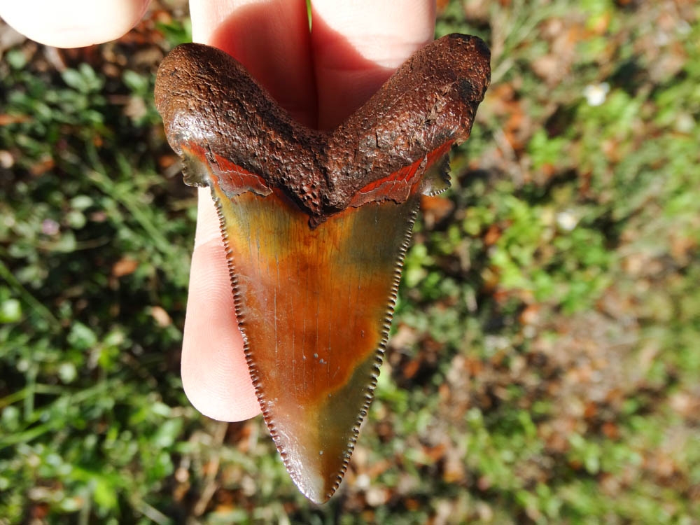 Large image 3 The Most Colorful Auriculatus Tooth Ever