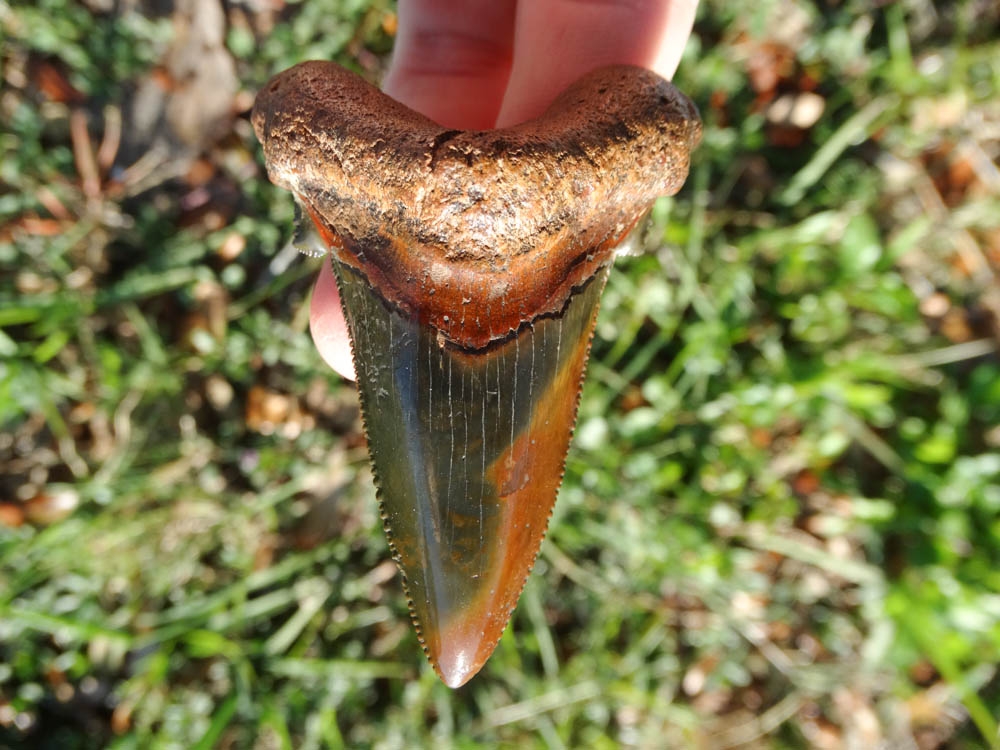 Large image 2 The Most Colorful Auriculatus Tooth Ever