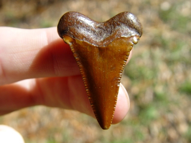 Large image 1 Little Orange Dagger Auriculatus Shark Tooth