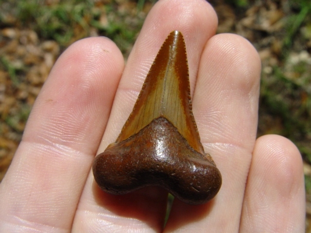 Large image 2 Little Orange Dagger Auriculatus Shark Tooth