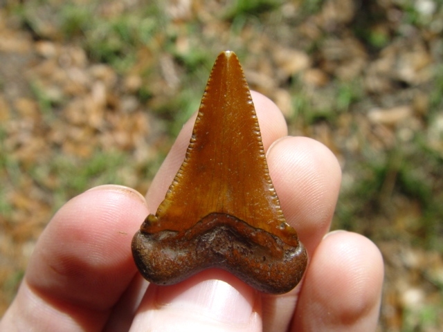 Large image 3 Little Orange Dagger Auriculatus Shark Tooth