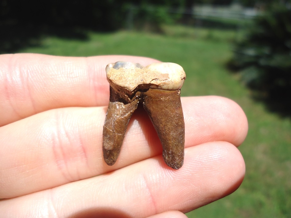 Large image 1 Uncommon Rooted Spectacled Bear Molar