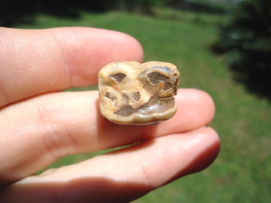 Large image 2 Uncommon Rooted Spectacled Bear Molar