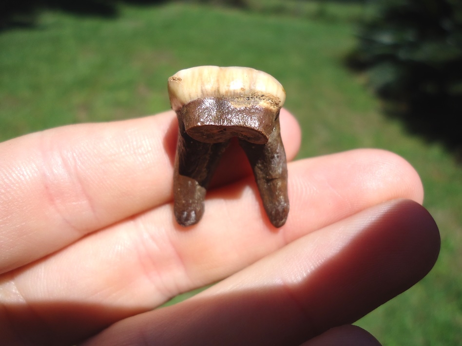Large image 3 Uncommon Rooted Spectacled Bear Molar
