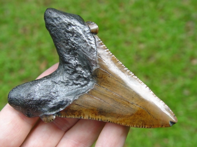 Large image 1 Highly Polished 3 9/16' Auriculatus Shark Tooth