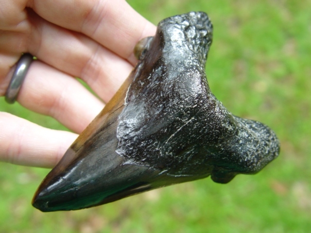 Large image 2 Highly Polished 3 9/16' Auriculatus Shark Tooth