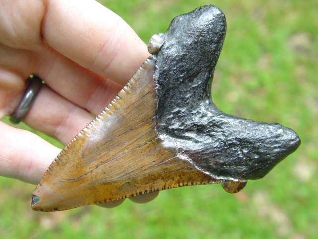 Large image 3 Highly Polished 3 9/16' Auriculatus Shark Tooth