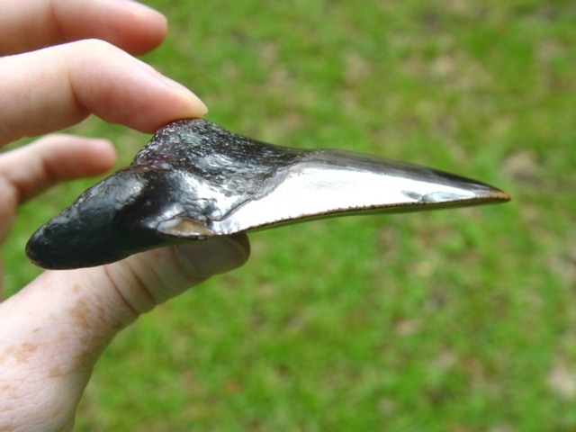 Large image 4 Highly Polished 3 9/16' Auriculatus Shark Tooth