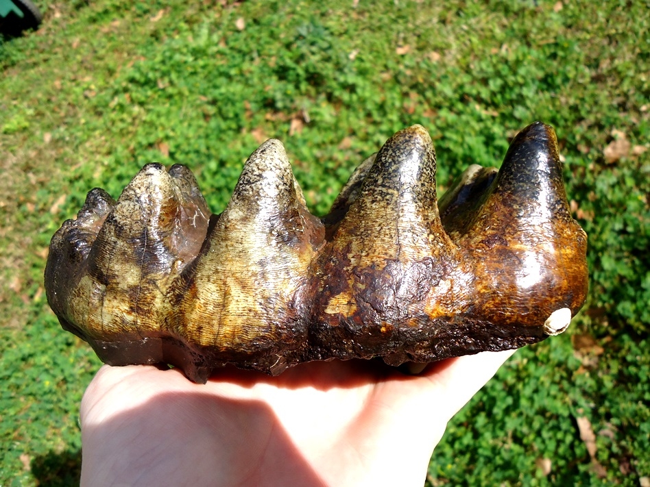 Large image 1 Absolute Top Quality Five Hump Mastodon Tooth