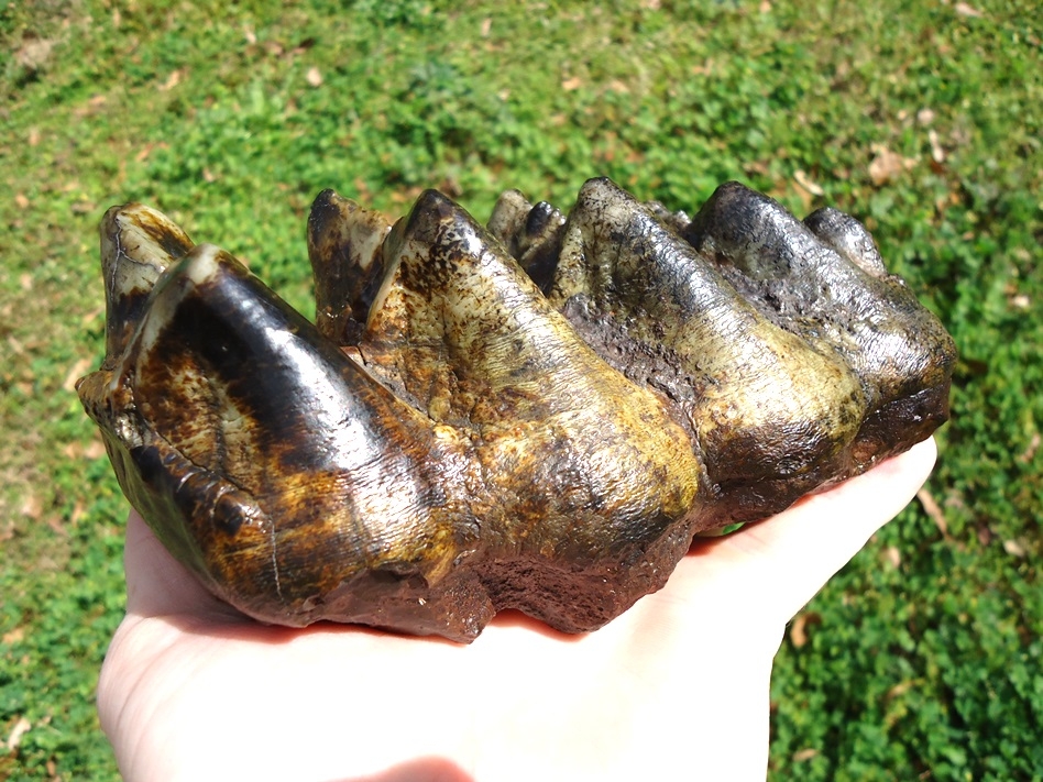 Large image 2 Absolute Top Quality Five Hump Mastodon Tooth