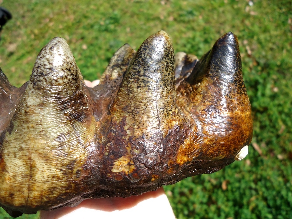 Large image 3 Absolute Top Quality Five Hump Mastodon Tooth