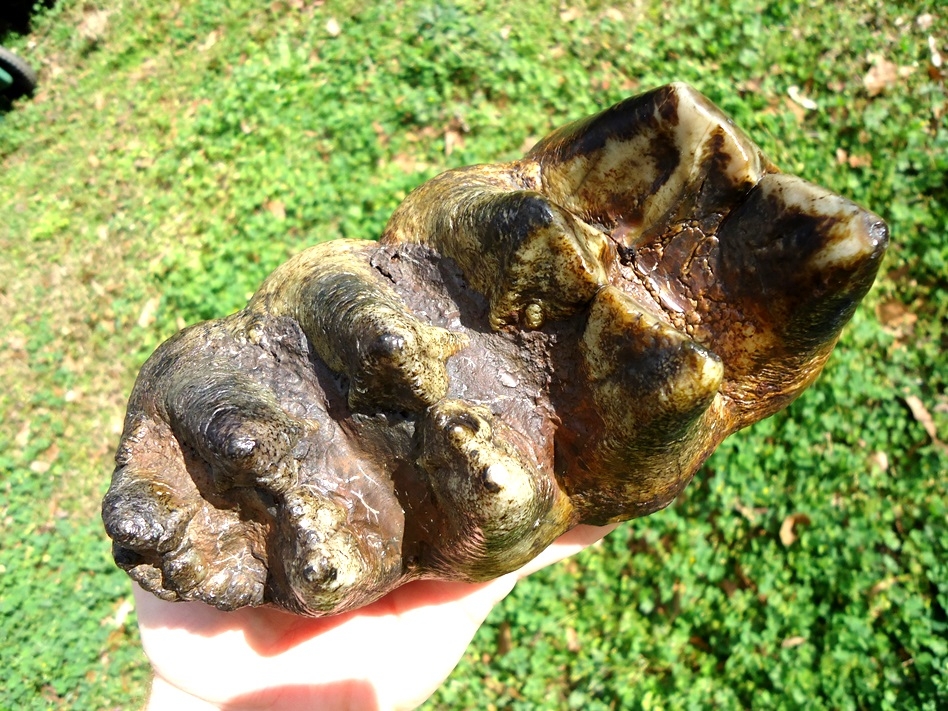 Large image 4 Absolute Top Quality Five Hump Mastodon Tooth