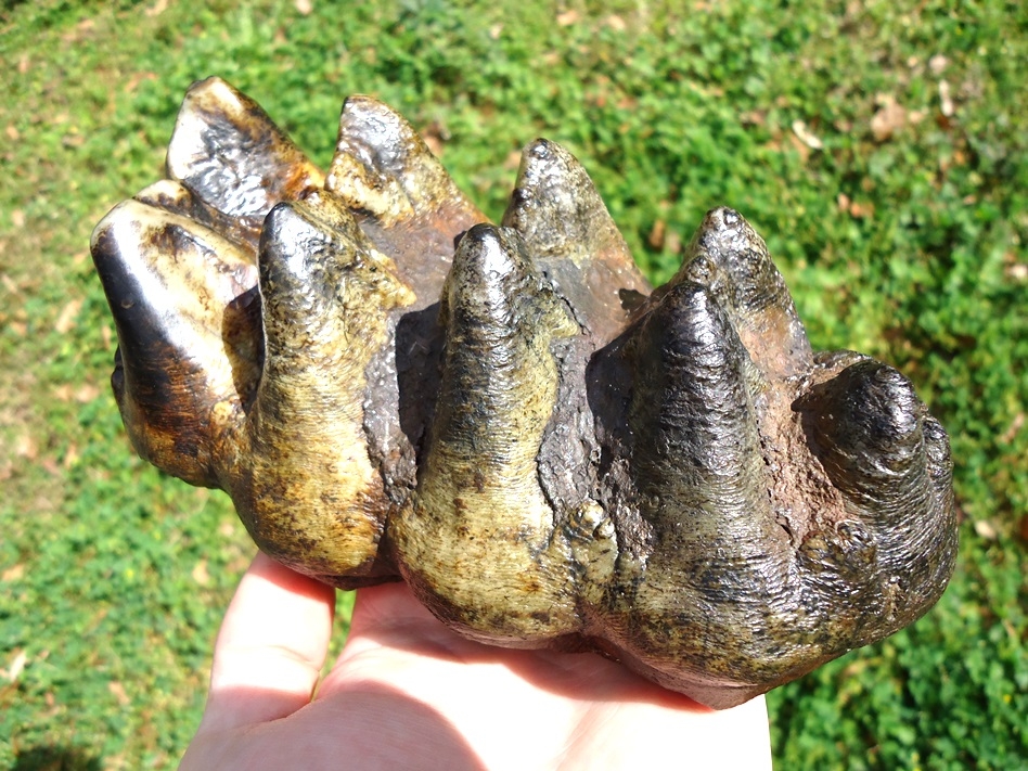 Large image 5 Absolute Top Quality Five Hump Mastodon Tooth