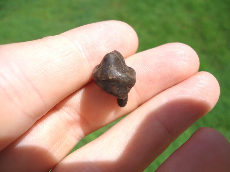 Large image 1 Uncommon Early Pleistocene Peccary Premolar